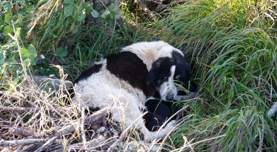 a dog with her puppies sitting in high green grass at 'Ktima Golemi'